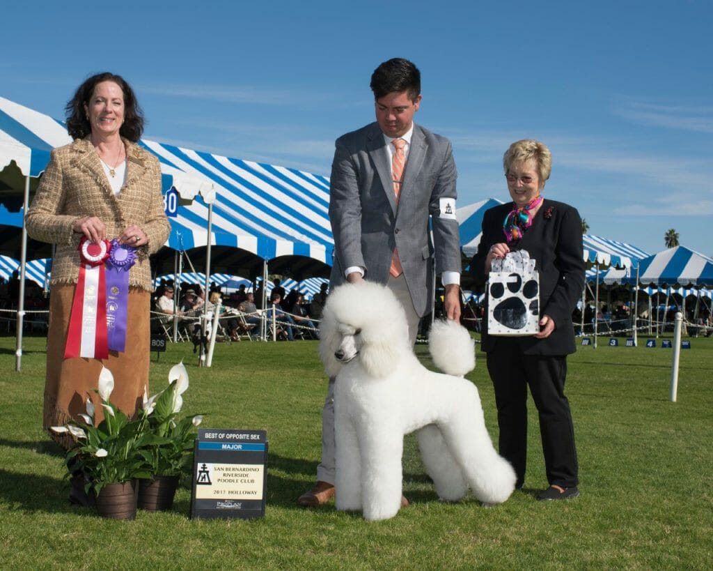 Photo of CH Elliot’s Mon Petit Chou Chou, CGC, CHIC, a White Poodle (Standard).
