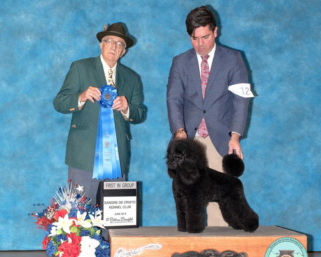 Photo of GCH CH Danfour La Vie En Rose, a Black Poodle (Miniature).
