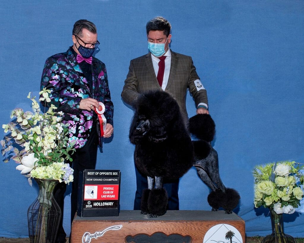 Photo of GCH CH Serendipite Ruby You’re Like A Flame CGC, CHIC, a Black Poodle (Standard).