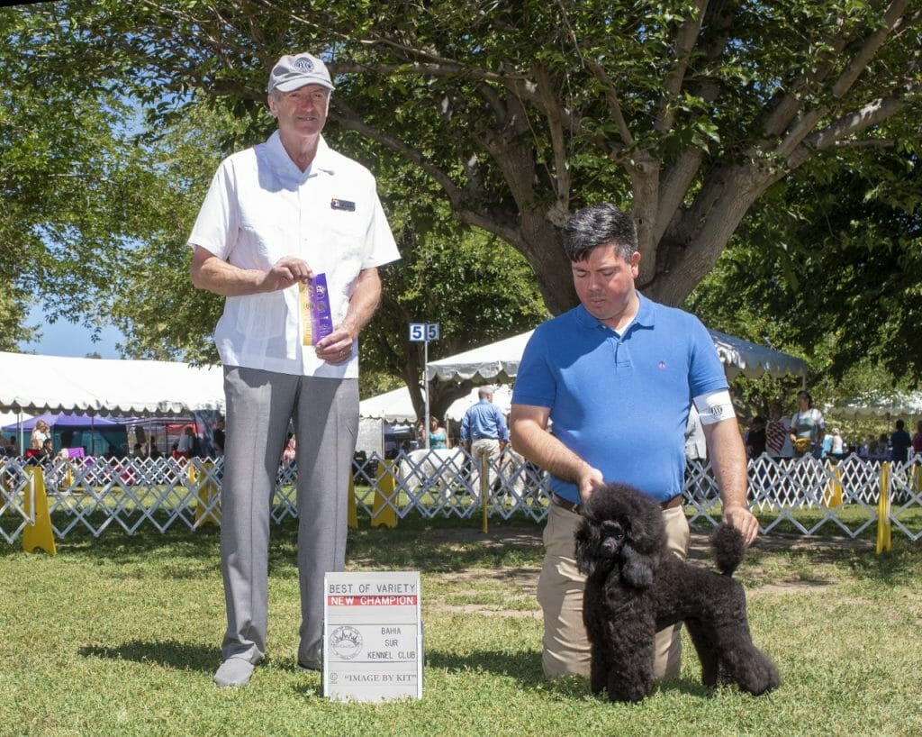 Photo of CH Serendipite Diamond Luminescent, a Black Poodle (Miniature).