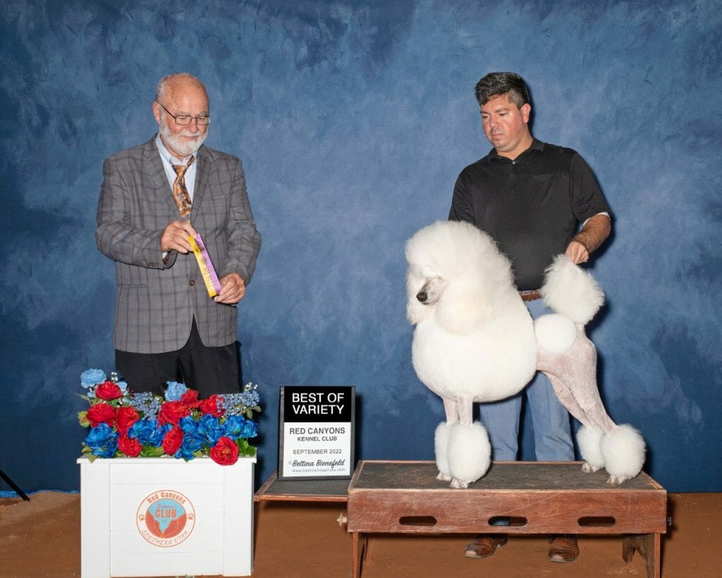 Photo of AM CH Serendipite Celebrates Icon’s Naughty Girl, a White Poodle (Standard).