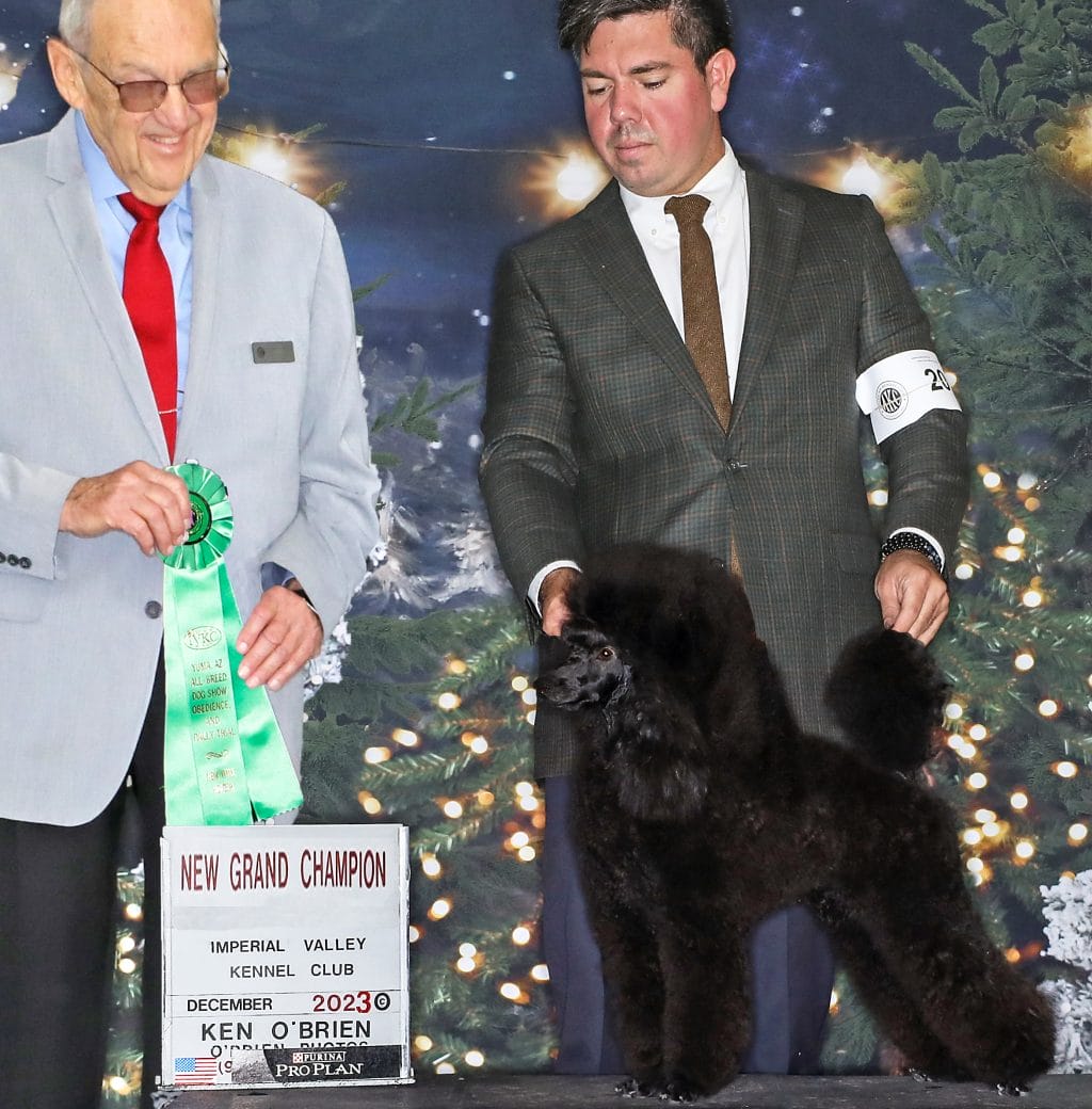 Photo of GCH, CH Danfour Reignon Darragh Dancing in the Dark, a Black Poodle (Miniature).